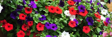 Nickys Seeds Petunia Patriot Mixed