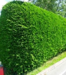 Leylandii hedge