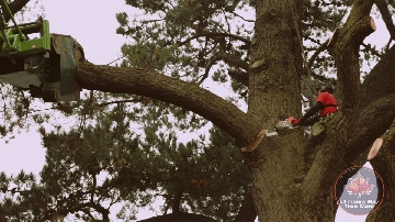 Tree Surgeon in Canopy