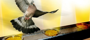 Optical Bird Gel