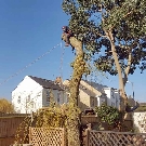 Tree Removal Surrey