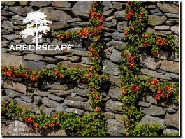 https://www.arborscape.uk/ website